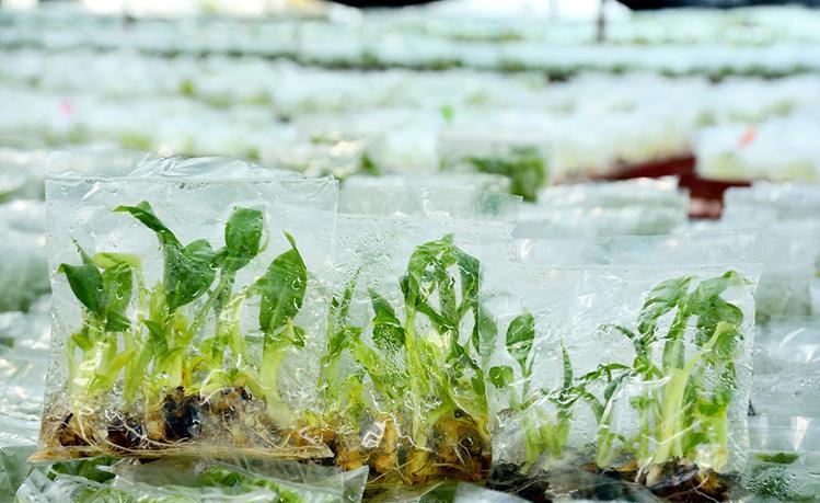 不可思议的农作物,香蕉的生长过程有多可怕