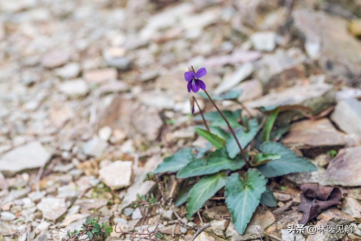 前列腺炎导致气血运行不畅,气血瘀滞型前列腺炎中医怎么治