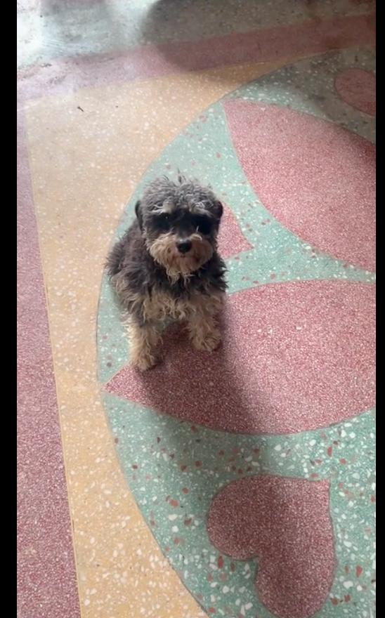 喂了几天的流浪狗找到了我家,喂了一星期的流浪狗发现它有家