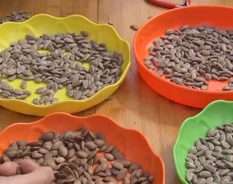 山东大叔种植奇怪果子,东北大叔种植奇怪果子