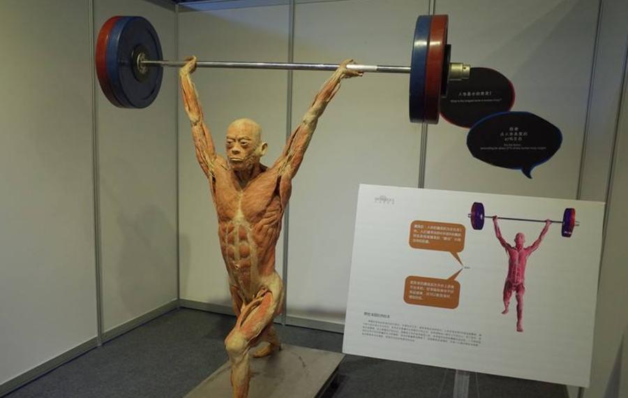 人体标本制作师王耀：一年制作50具标本，从业十几年，却依然恐惧