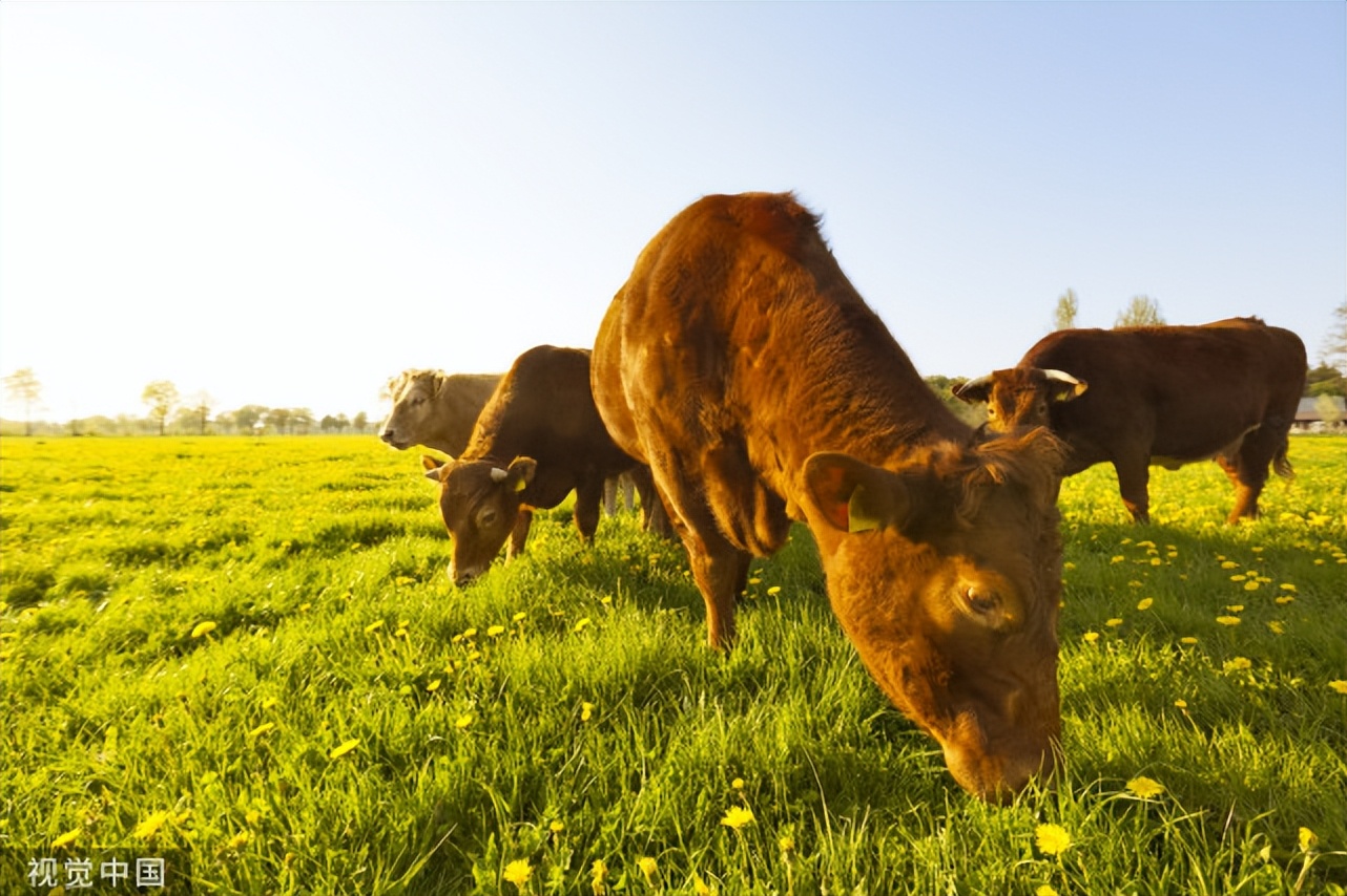 牛高热病是什么原因引起的,牛流行性高热病