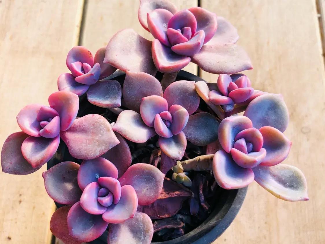 多肉彩虹糖和紫乐有啥区别,彩虹糖多肉和紫乐多肉的区别