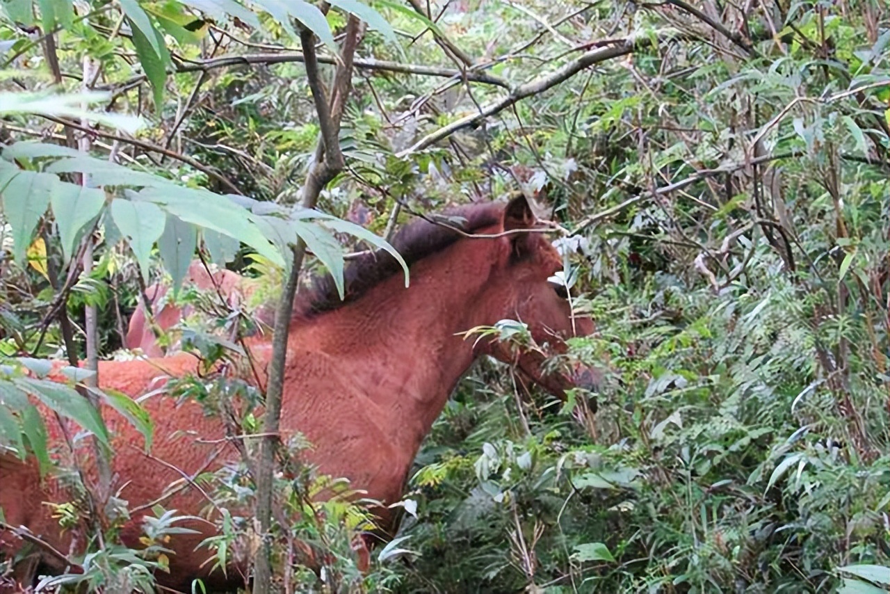 僰聊天下⑦：化屋基跳出的这瓶僰水使“夜郎自大”黑天冤枉见天光