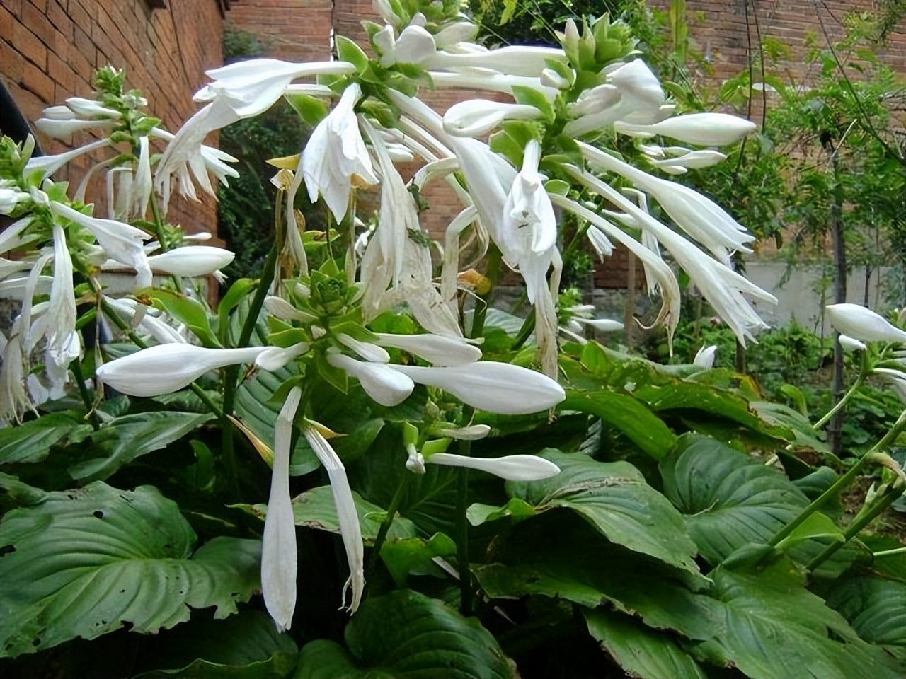 花卉养殖的技巧室内养什么花最好,什么大型花卉比较耐阴又好养