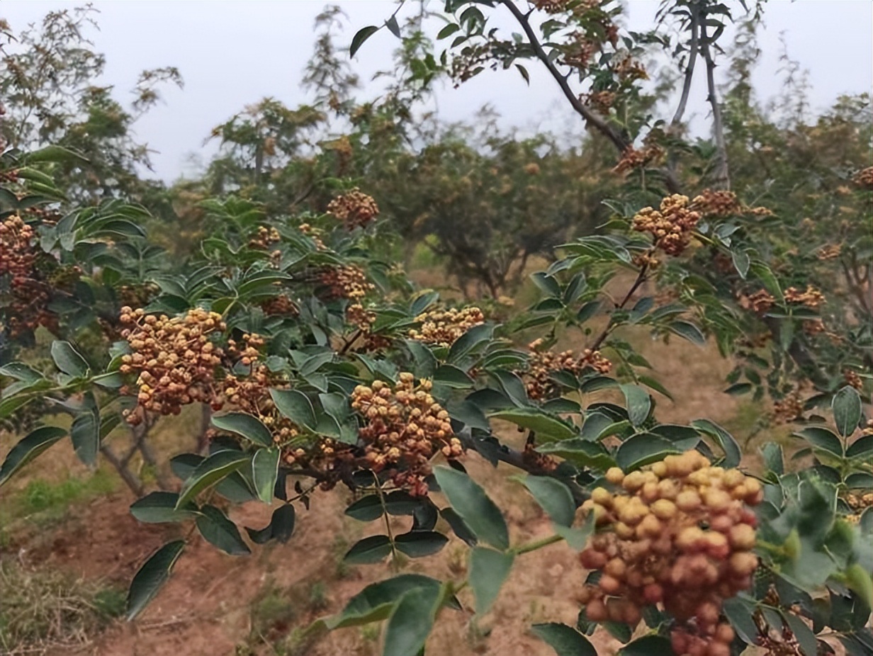 韩城市孟一沟孟香娇花椒通过国家有机产品认证