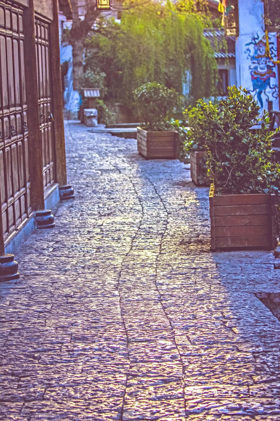 丽江古城一家客栈,丽江古城哪一家客栈门口有个大树