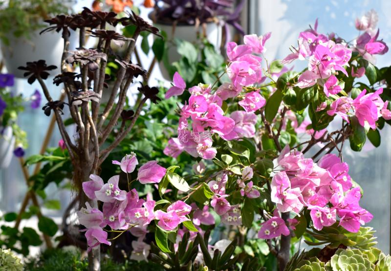 三角梅烂根如何拯救,三角梅换盆引起烂根什么原因