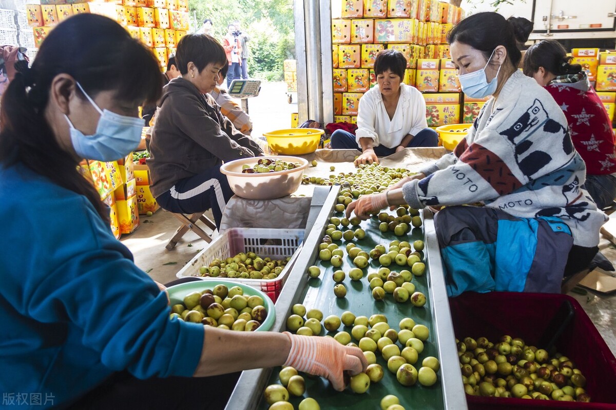 中秋前柚子石榴冬枣主打价如何？节后行情是否看好？东盟果涨为主