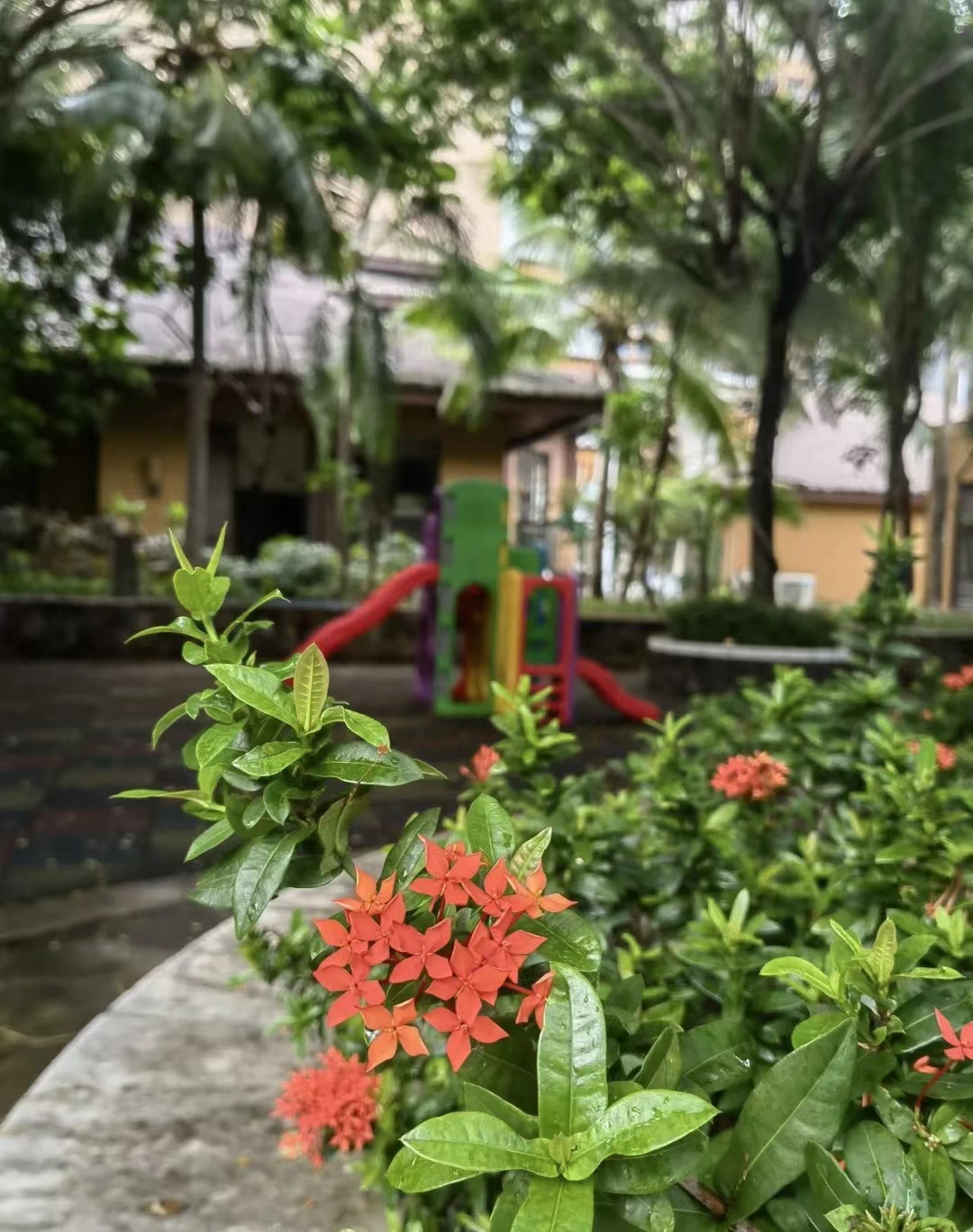 海南三亚湾红树林,三亚湾哪个红树林最好