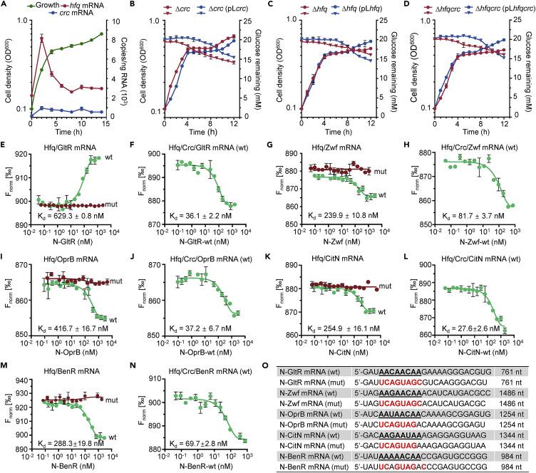 绿脓杆菌如何培养,绿脓杆菌做什么项目培养