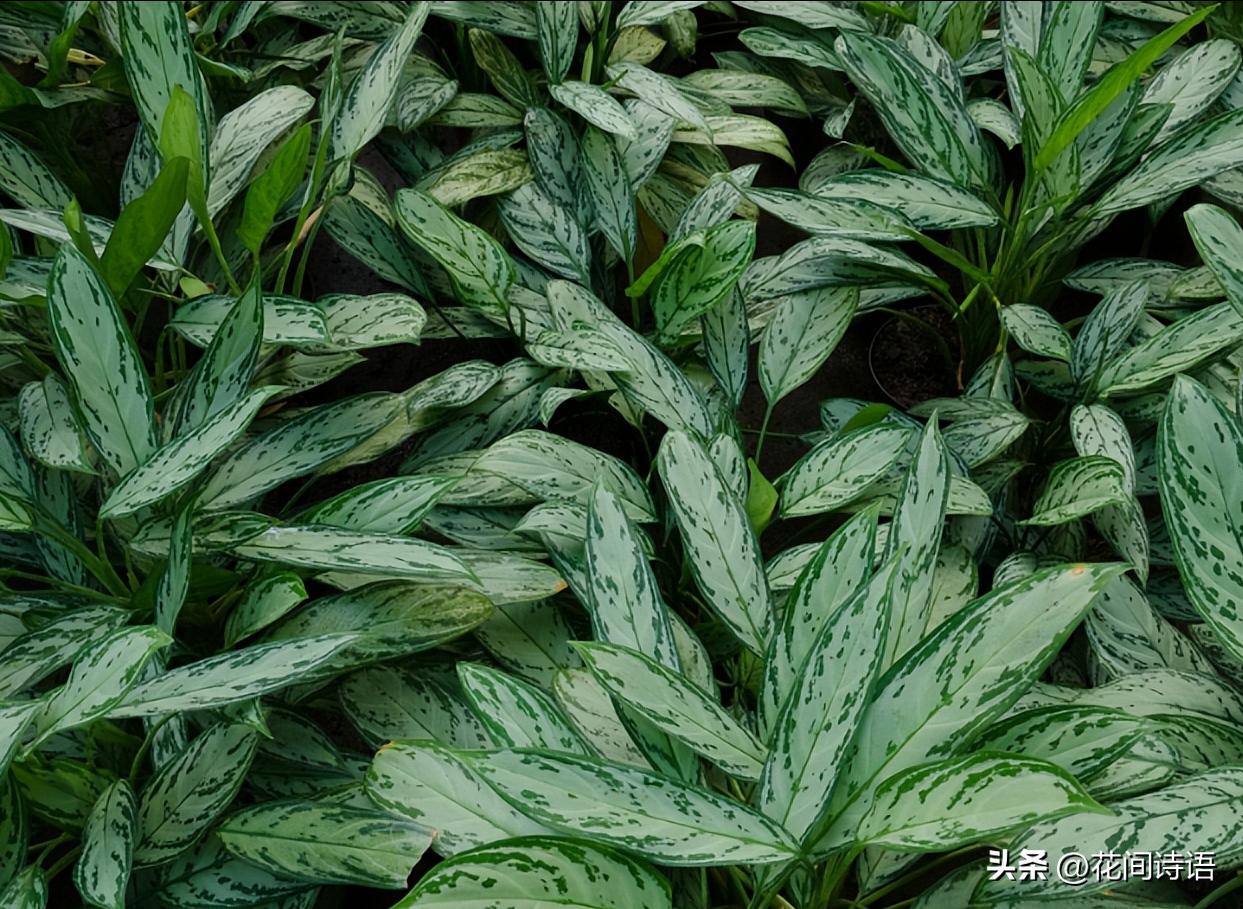 新房装修去甲醛最好的绿植,室内什么绿植去除甲醛效果最好