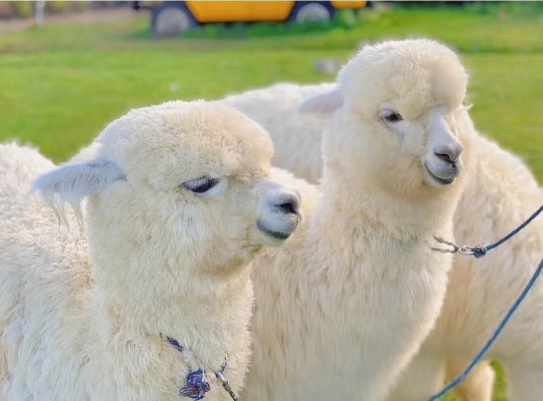 神兽羊驼介绍,关于羊驼的知识解说