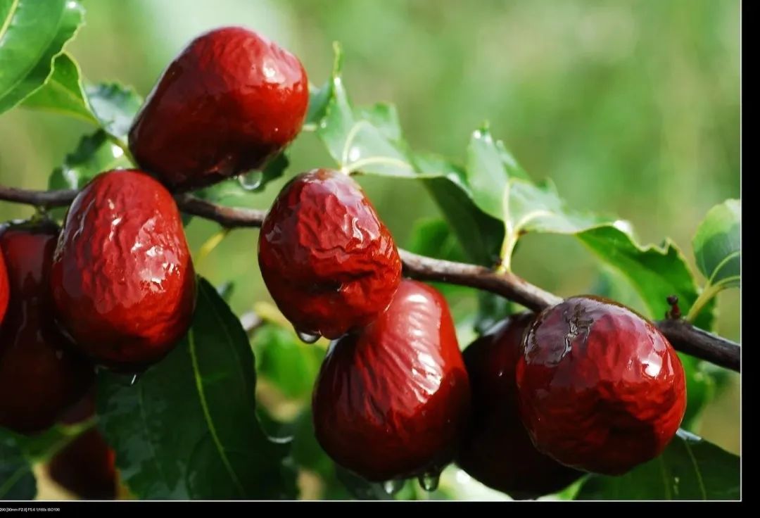 肝硬化如何逆转,肝硬化如何治疗使肝好转