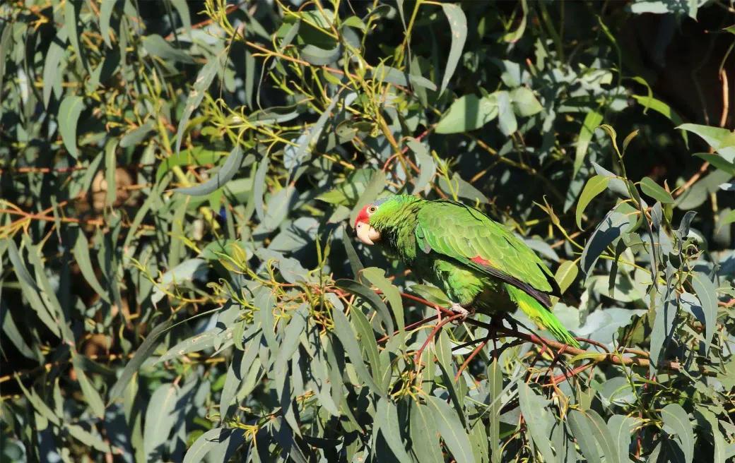 红额鹦鹉讲话,蓝色经典鹦鹉品种图片欣赏