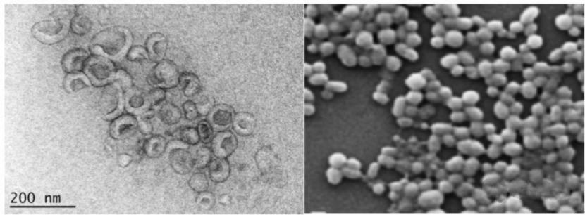 什么叫外泌体护肤,外泌体美容有什么副作用