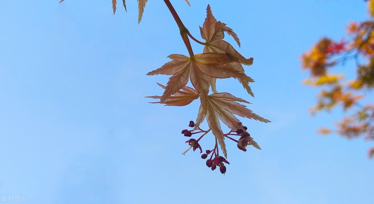 了解二十四节气相关知识,带你了解二十四节气之立春