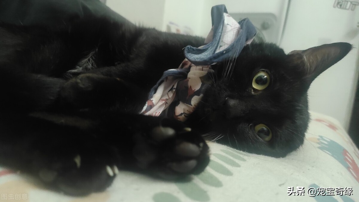 为什么我养的猫很瘦,为什么我养的猫都很凶