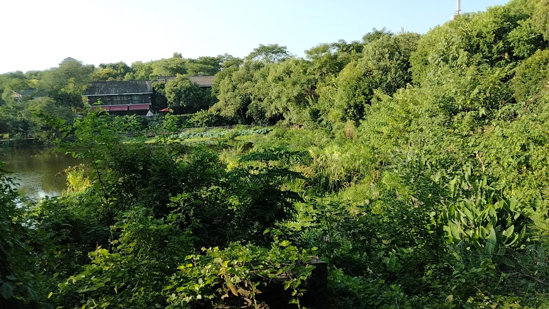 打卡平湖公园,平湖情侣值得去的地方