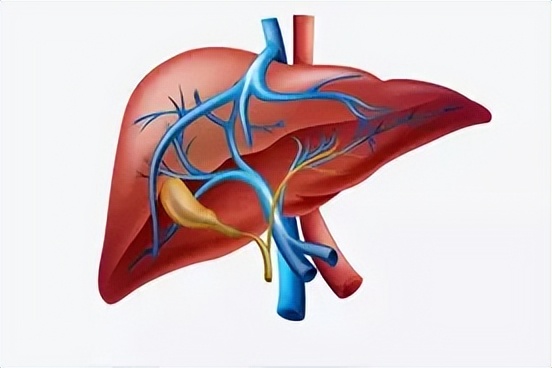 养肝护肝的蔬菜和食物有哪些,护肝养肝的水果蔬菜是哪些