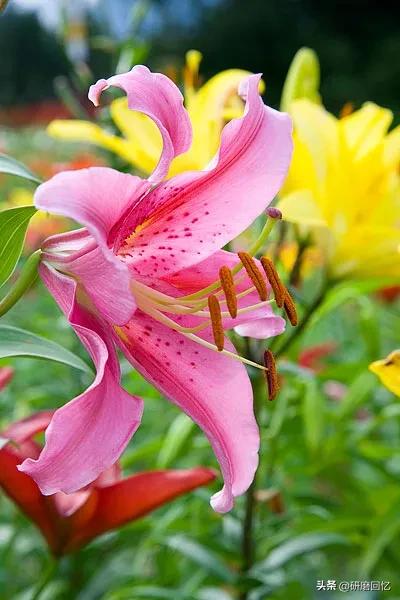 生命只有一次别活得太累,生命只有一次别让自己活得太累了