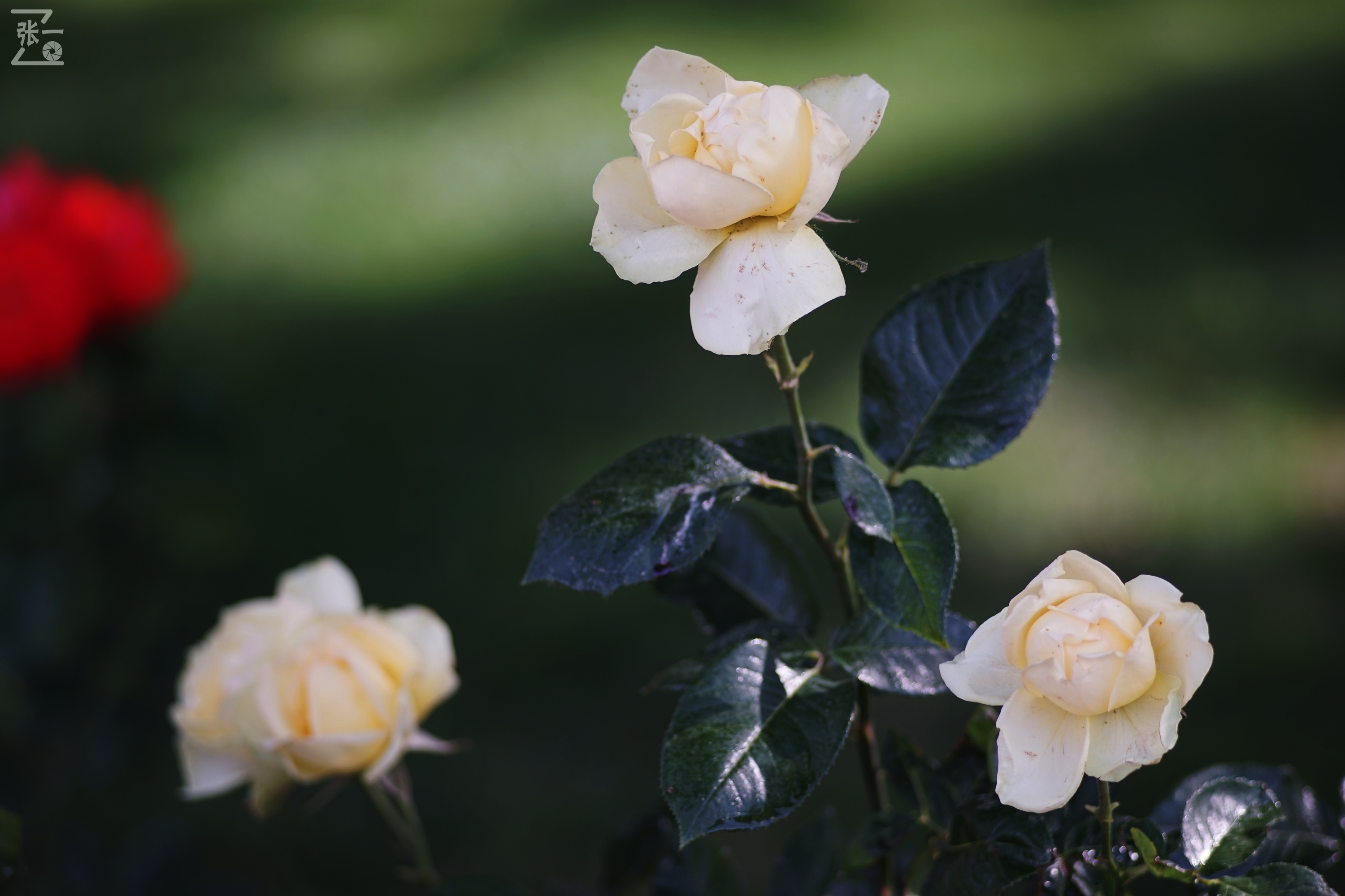 蔡司sonnar50毫米,蔡司sonnar镜头生产年份