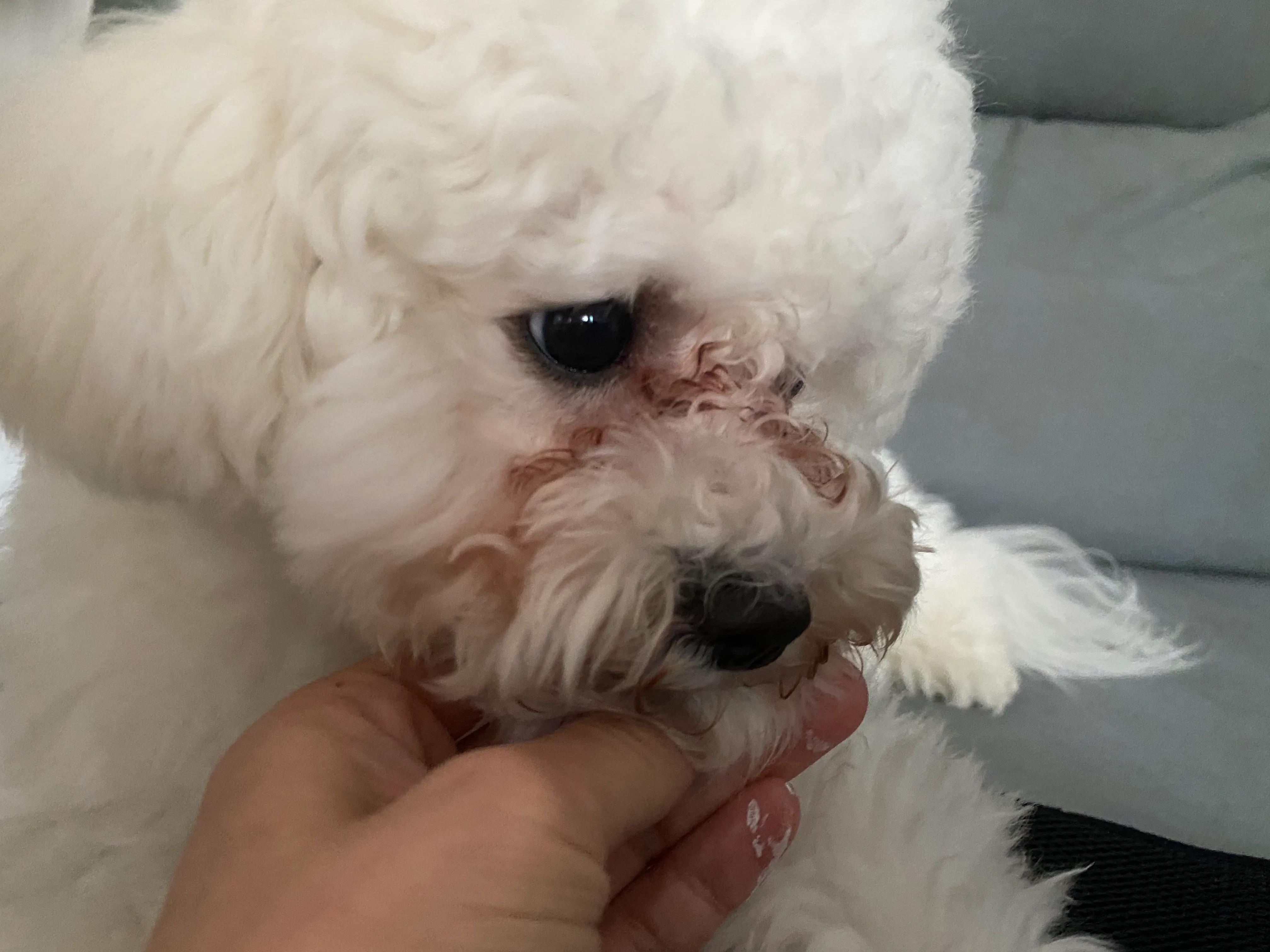 比熊犬去泪痕最好的方法,比熊犬怎么去除耳螨