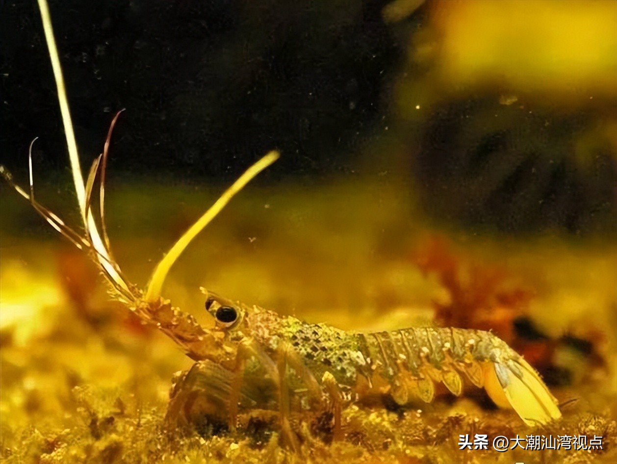 世界上各种龙虾视频介绍,世界各种龙虾价格