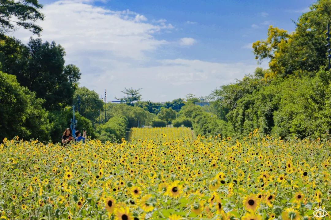 深圳地铁可以直接去的免费景点,深圳免费地铁直达景点12号线