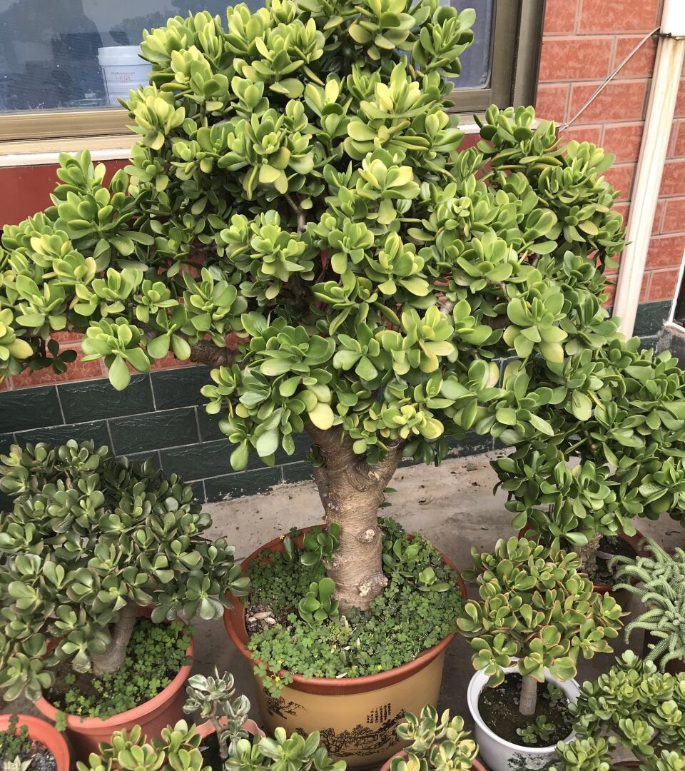 10种公认客厅最好养的花,适合客厅养的懒人花