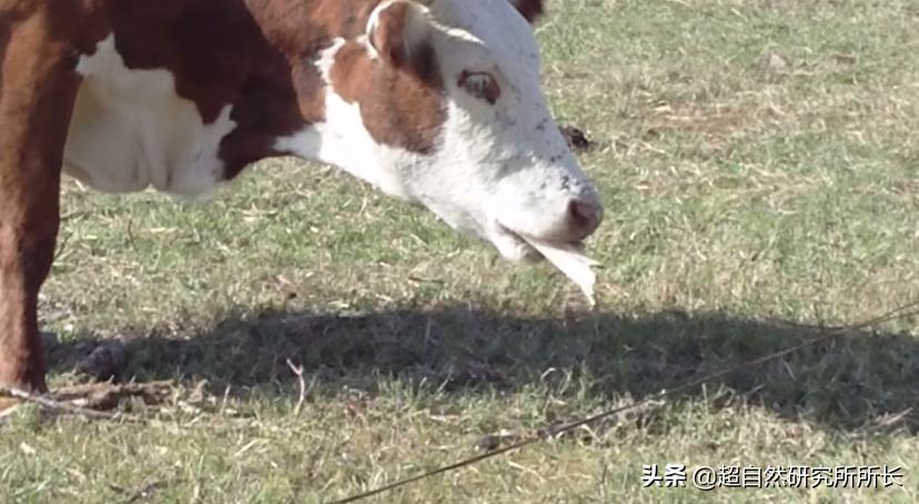 人类真的可能会变丧尸吗,人类有可能变成僵尸吗