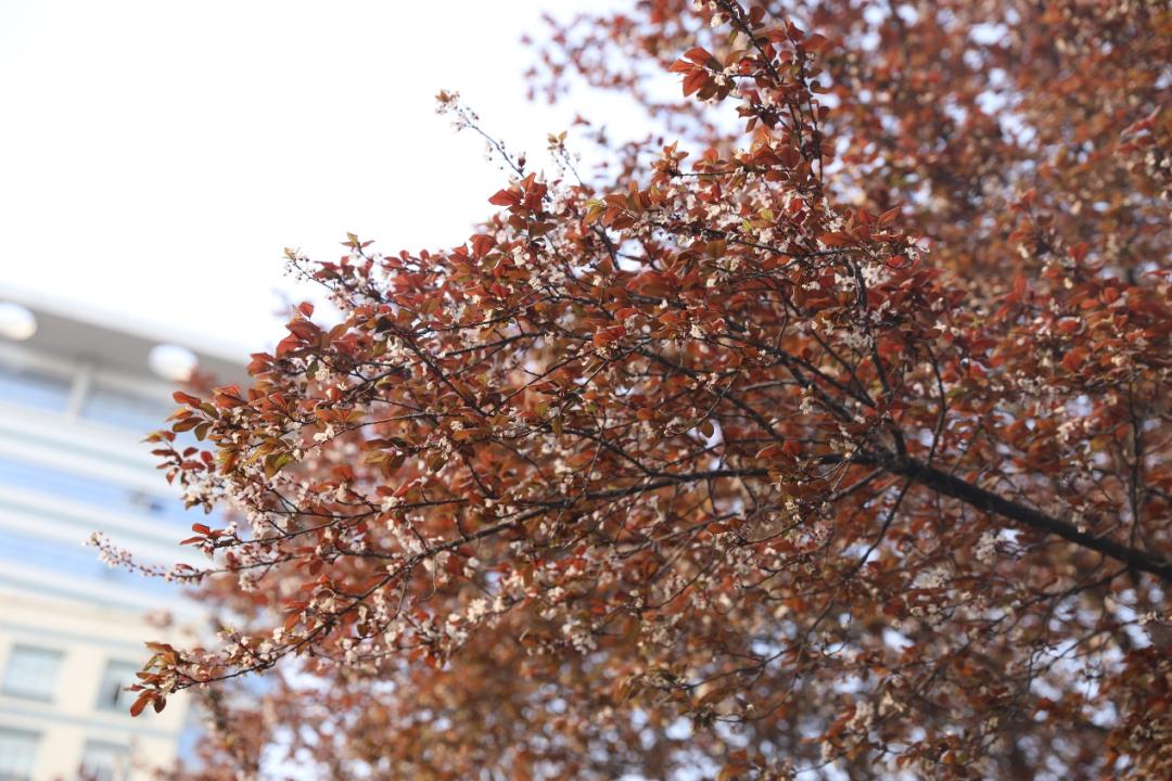 鐩哥害鍐滃ぇ,鐩歌仛浜戠鐩哥害鍐滃ぇ