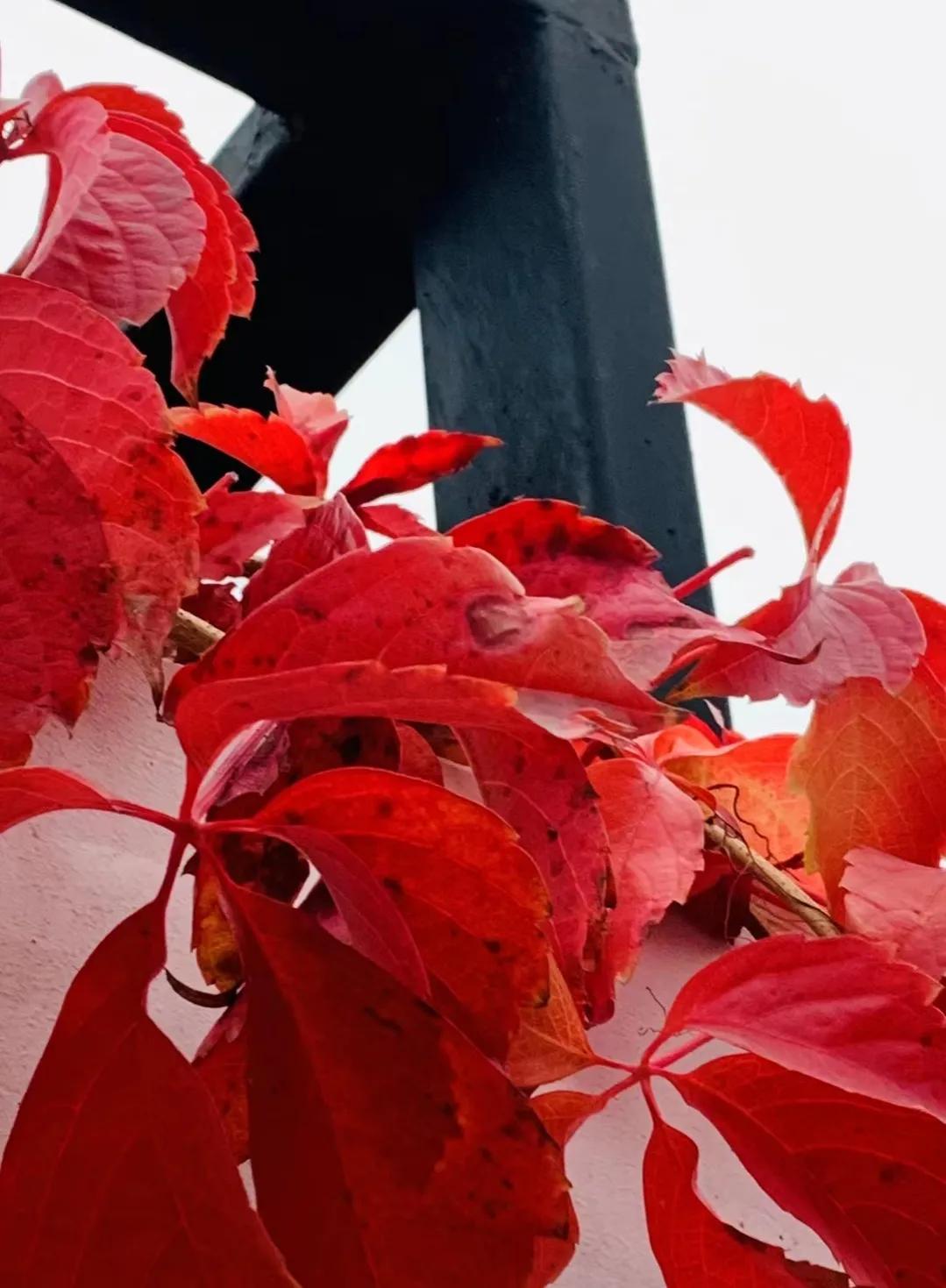 诗有优劣而无古今.贾锡信再谈如何看待诗词韵律