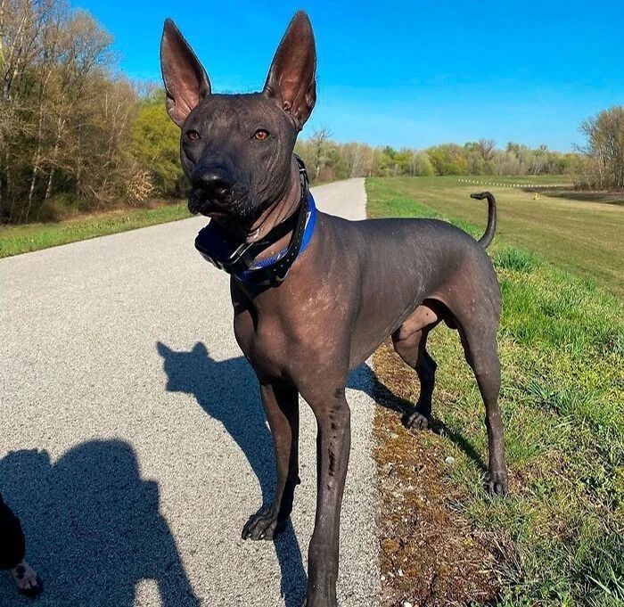 常见的狗场常见的小型犬,狗市里的稀有犬种