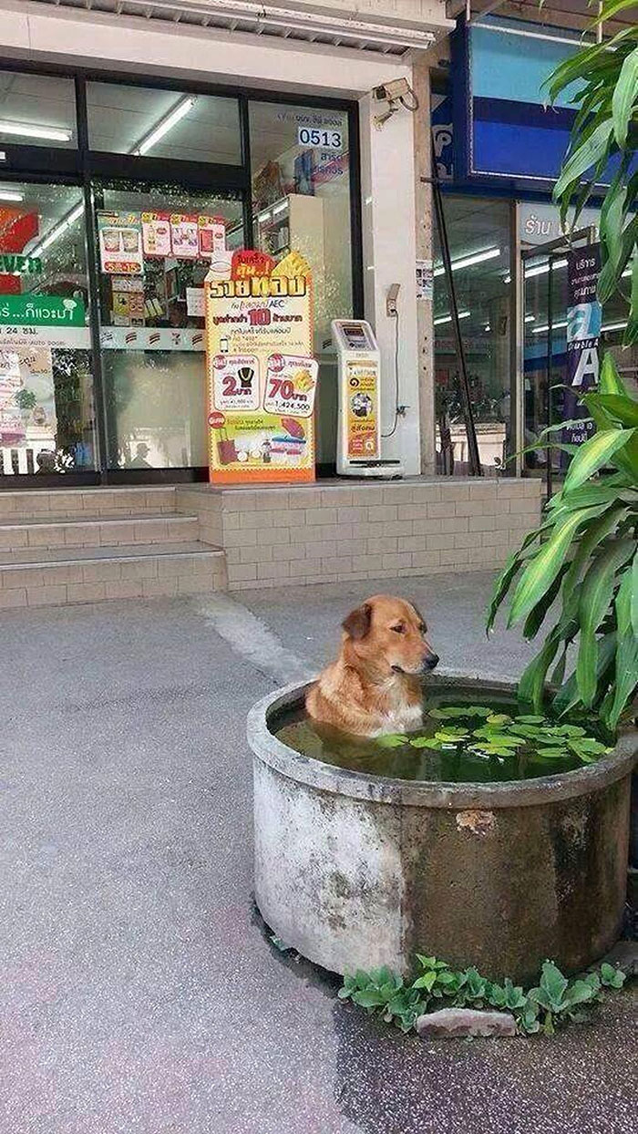 跟夏天很热有关的照片,一张照片告诉我们什么是夏天