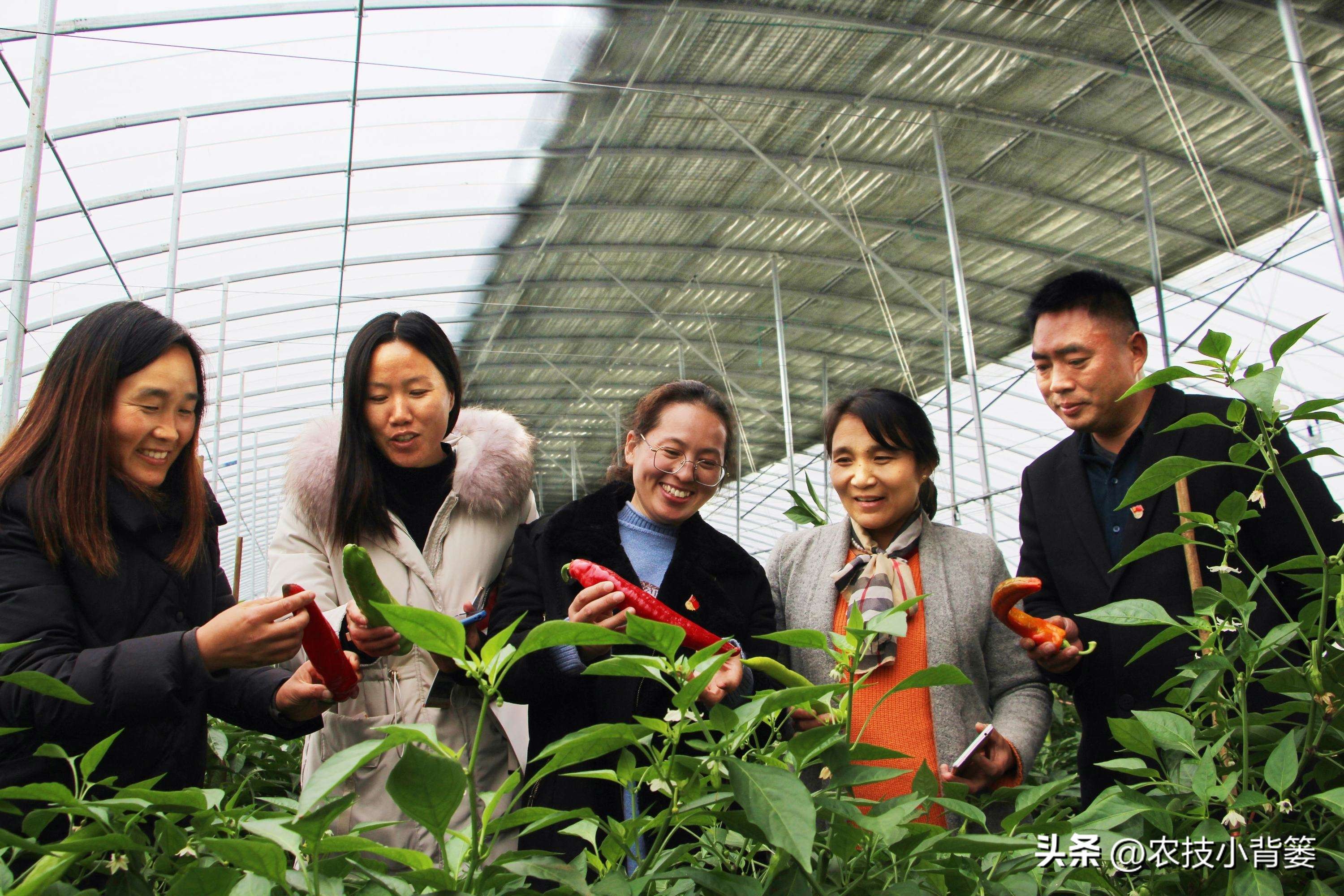 农作物叶片有黄斑是什么原因,叶面有斑点这是什么病