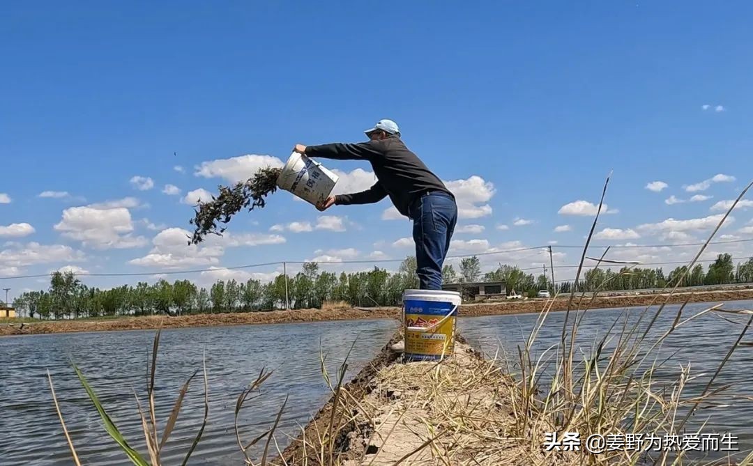 螃蟹怎么养才认人,养螃蟹的十大忌讳
