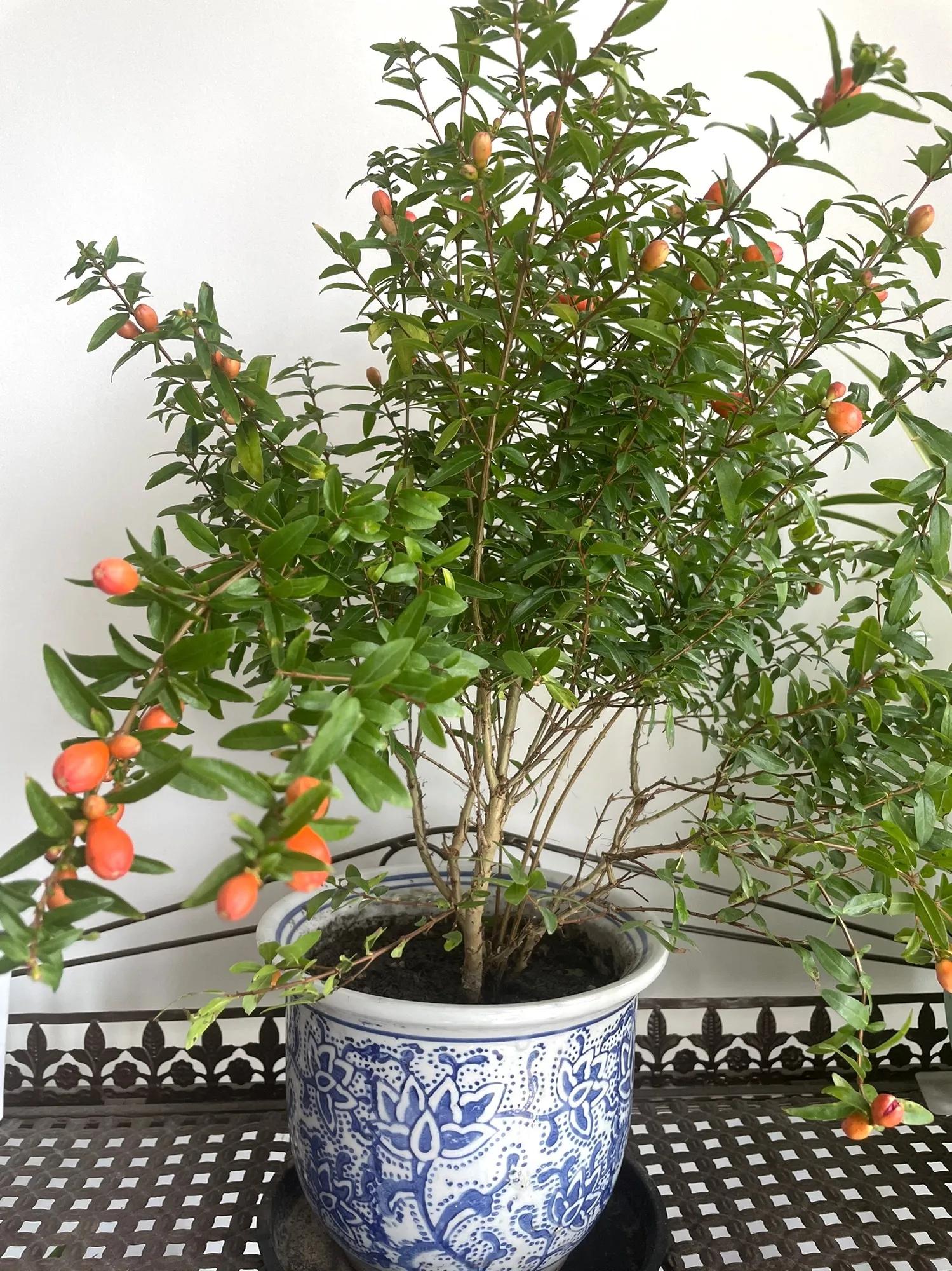 门前种三种树会富三代指哪三种树,家里有三种树有什么说法