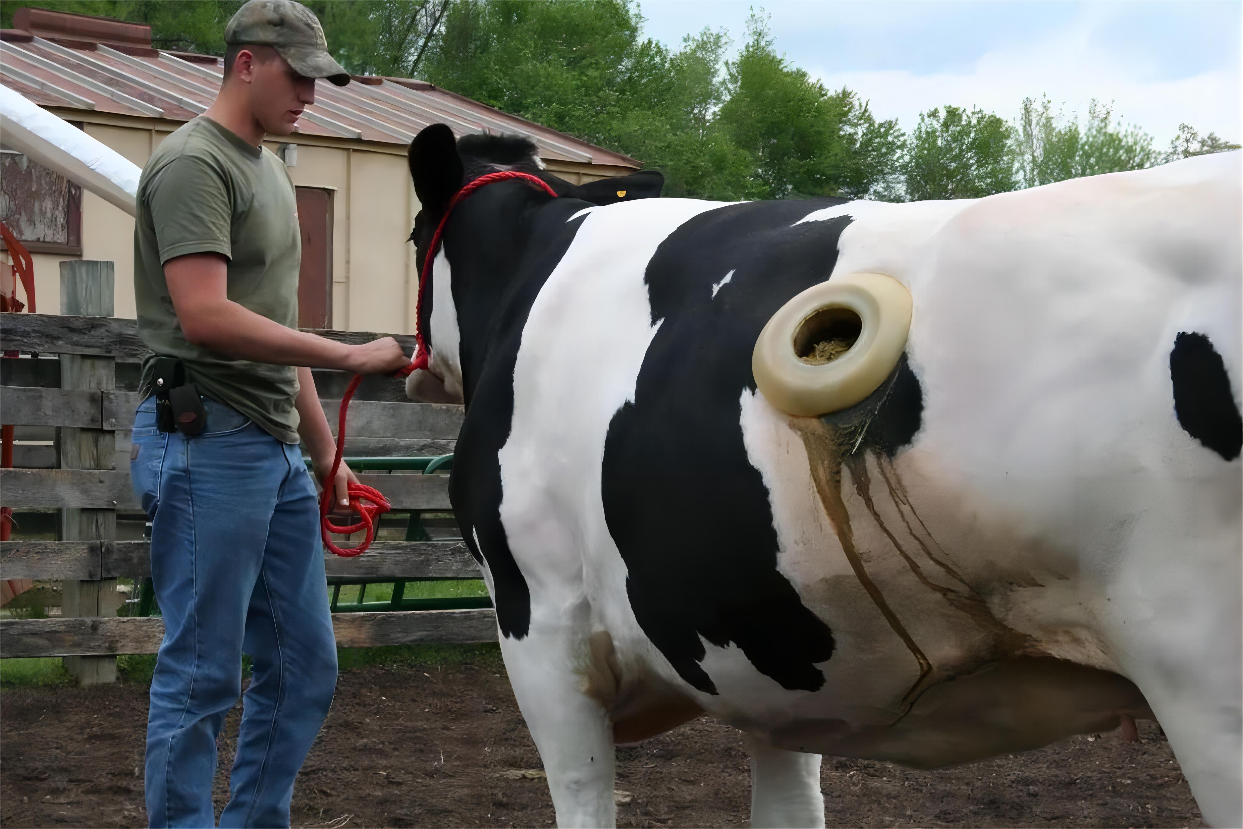 美国养牛开洞视频,国外养牛牛胃上开大洞