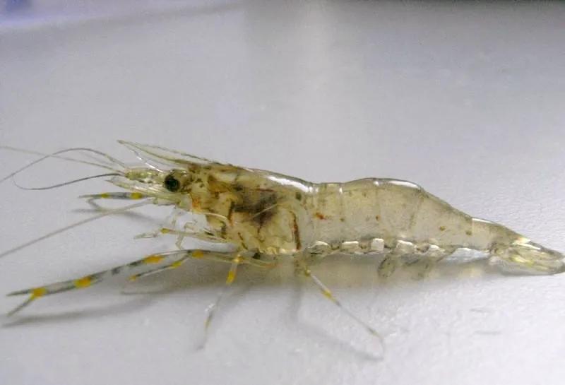 徐汝清《家乡的河虾》