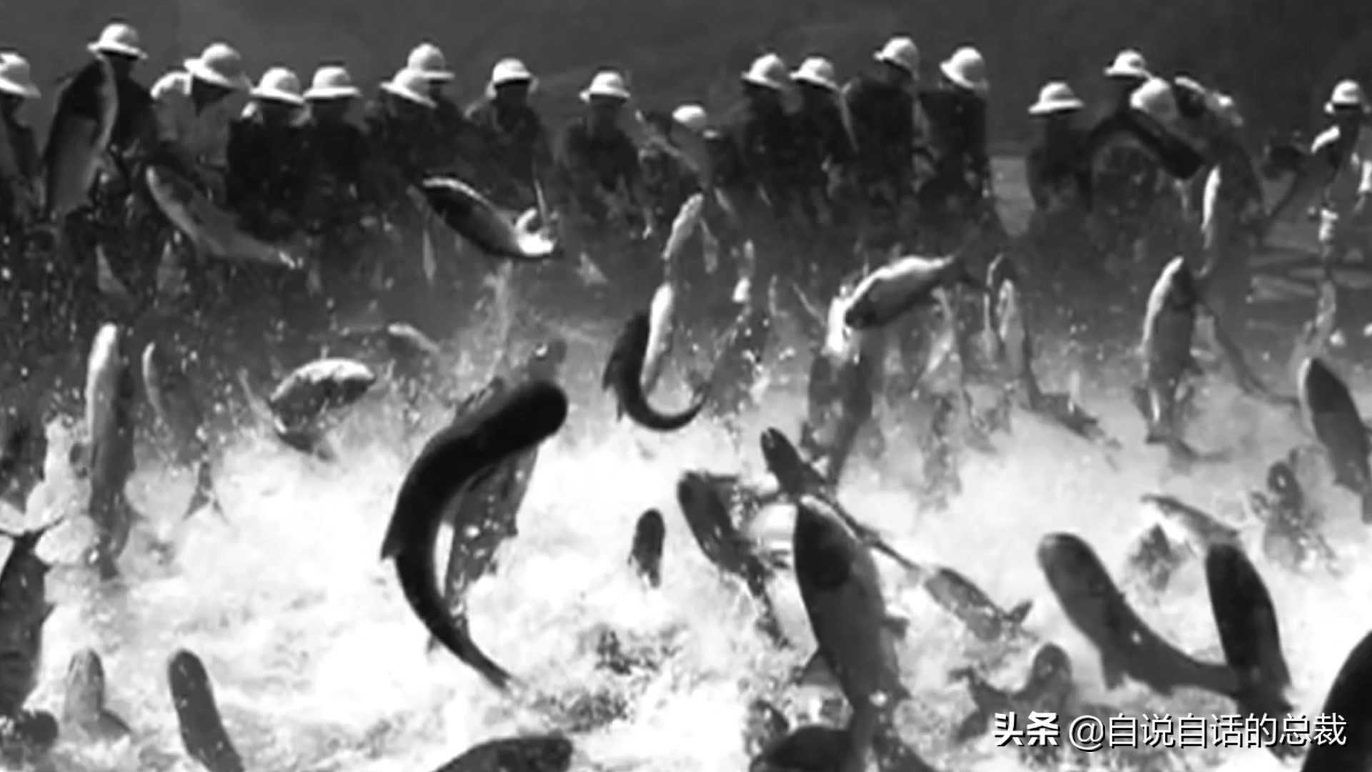 目前野生大黄鱼为什么这么贵,大黄鱼最贵价格多少钱一斤