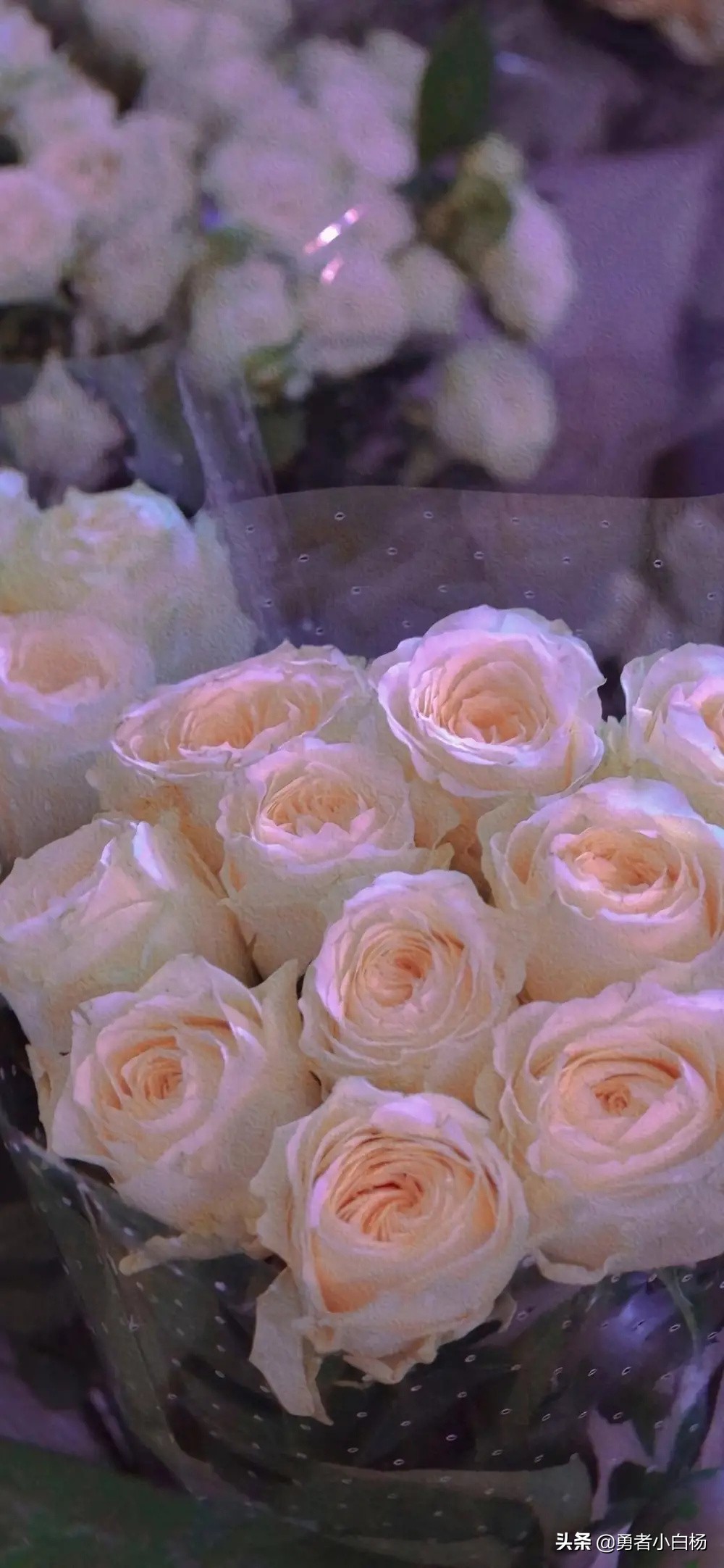 婚恋甜文宠文推荐,盘点十本温情满满的婚恋甜宠文