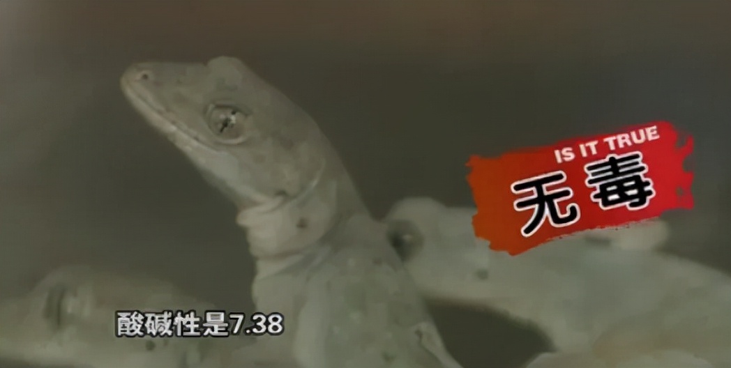 家里进壁虎了要不要把它打下来,家里进了壁虎怎么驱赶