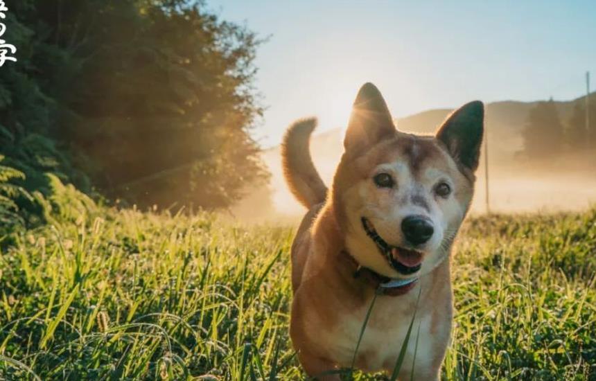 往返福岛11年，他拍下*污染核**区被遗弃的数百个毛孩子故事
