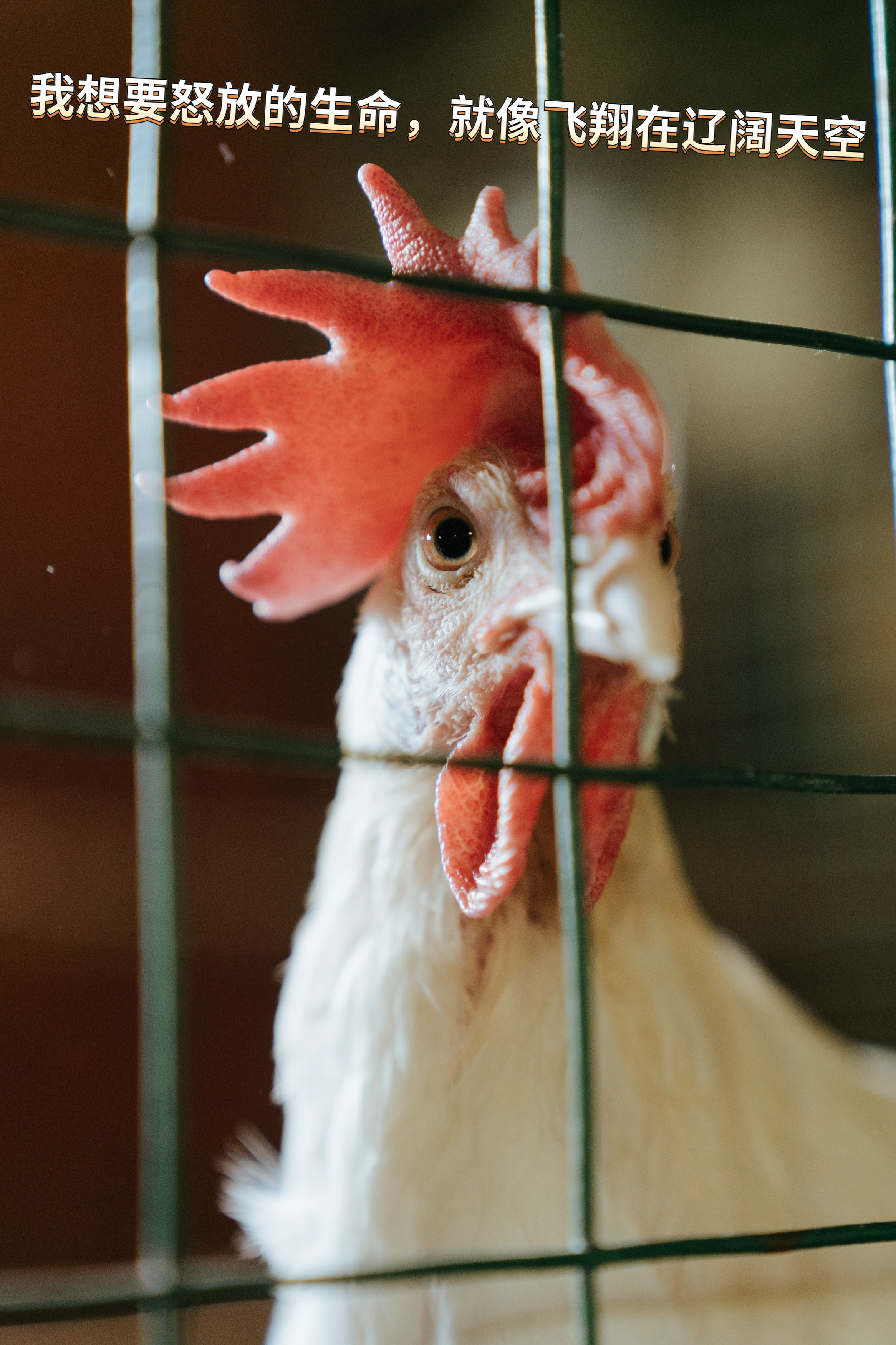 股市吃鸡,大吉大利吃鸡