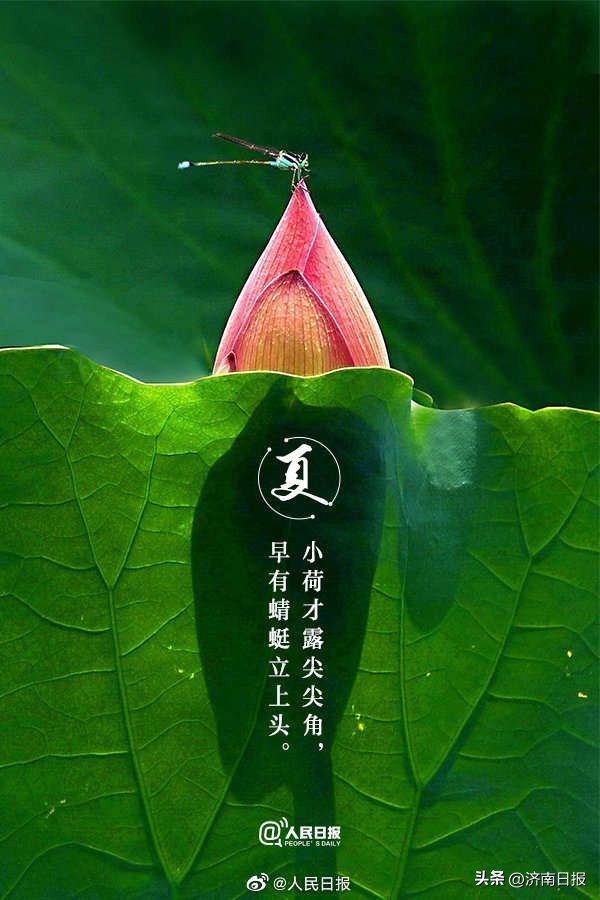 当夏日美景遇上古诗词了,当夏日美景遇上古诗词怎么写