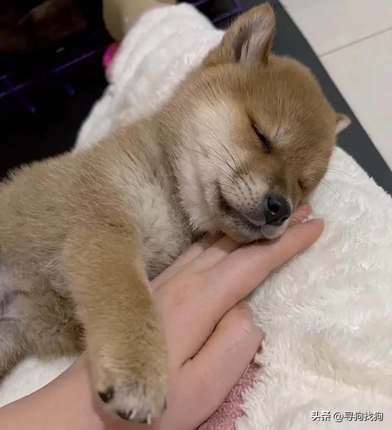 保定柴犬出售同城,保定寻狗启事最新发布柴犬