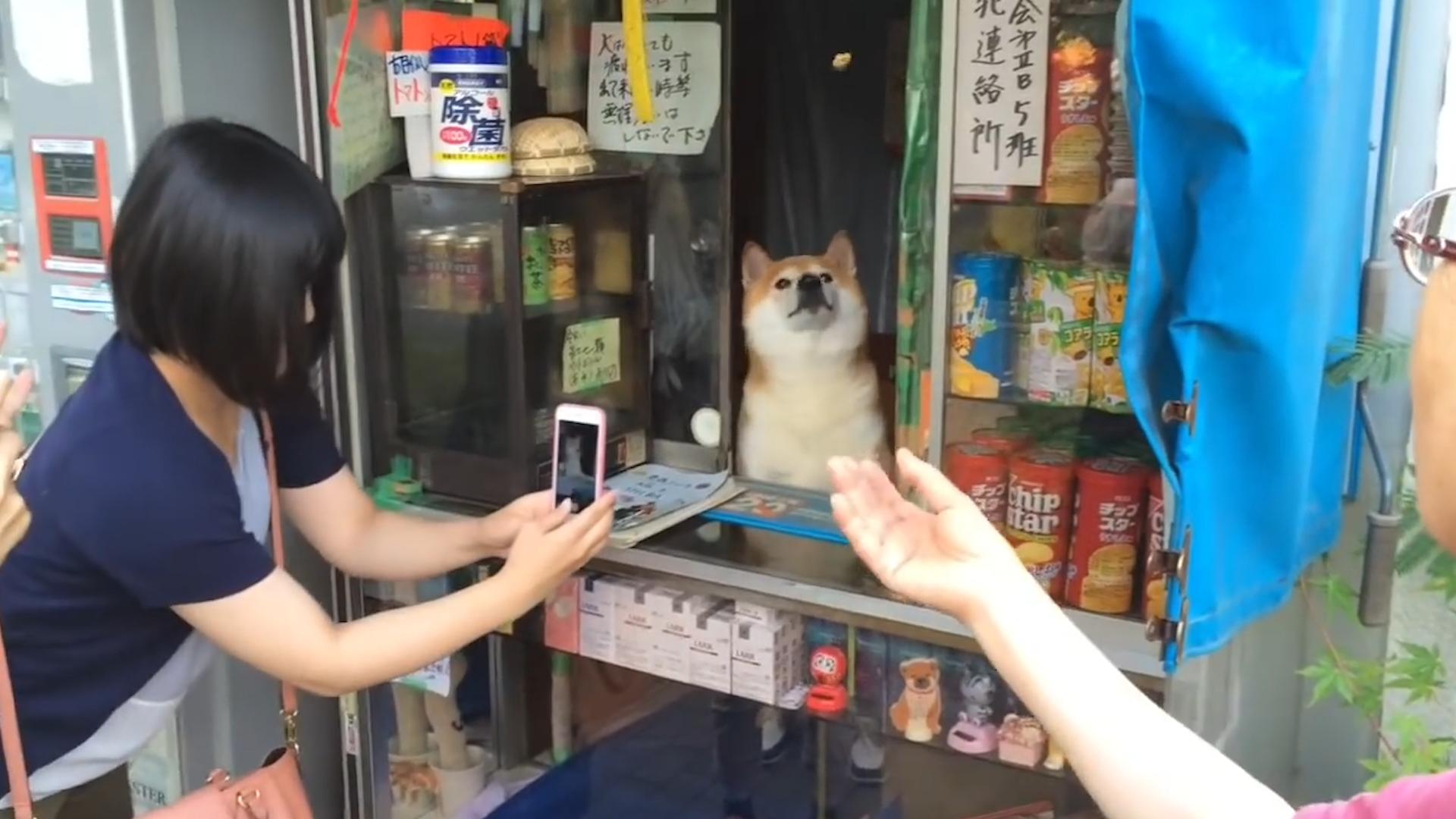 柴犬当便利店店员,柴犬开便利店视频