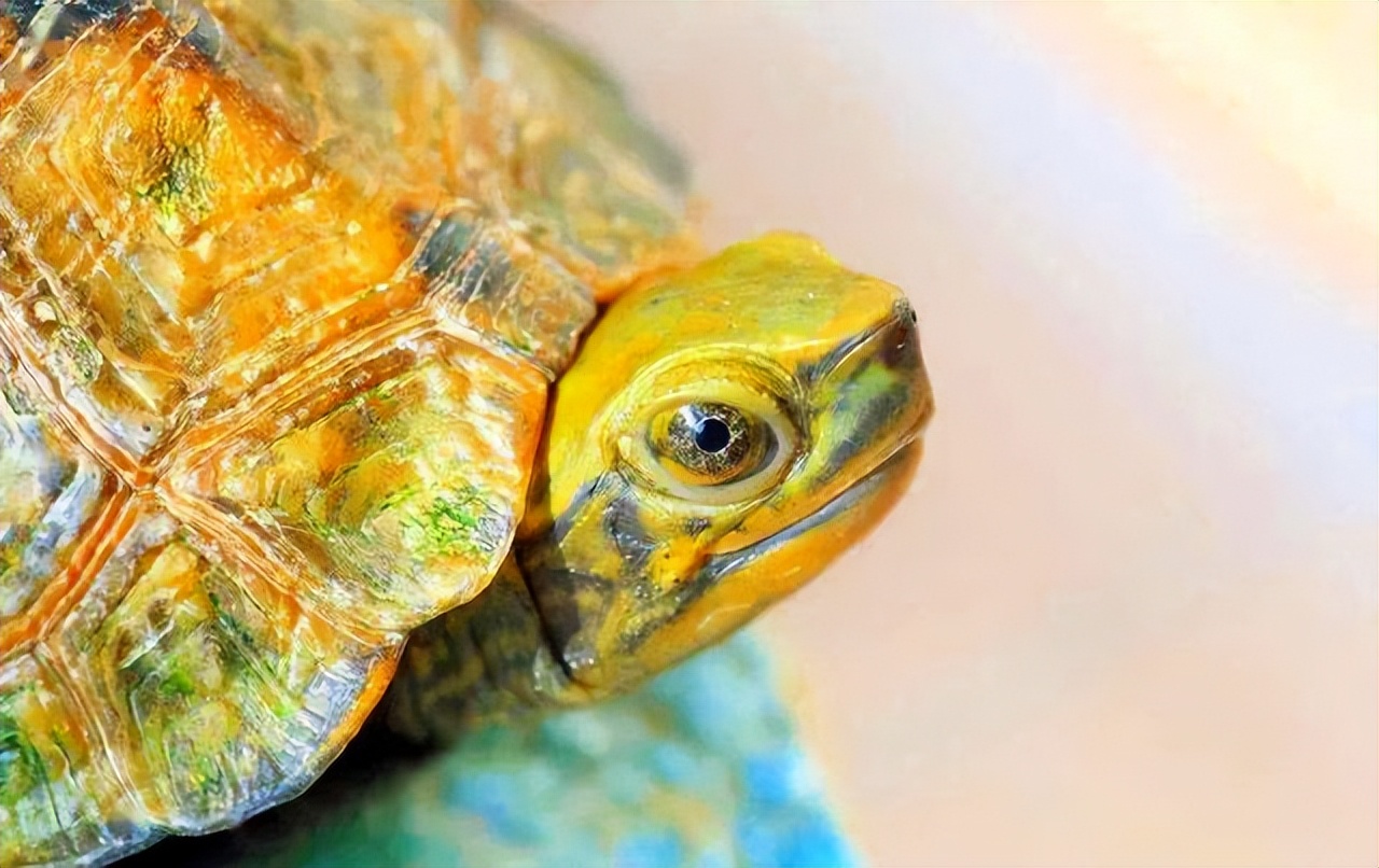 乌龟应激如何快速解决,乌龟应激最佳处理