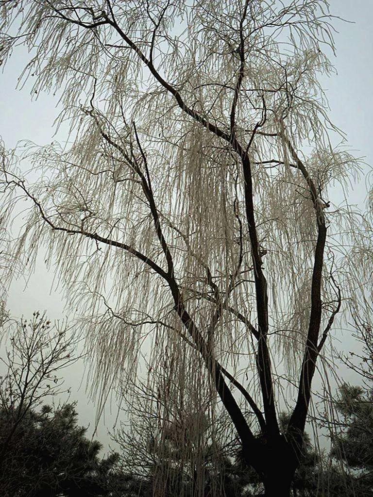 拉排子车,排子车山西拉煤